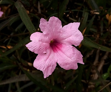 [One all pink flower with five petals joining to a center depresssion which is a darker pink. Each petal has a vee in it at the outer edge.]